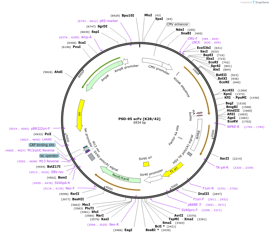 190488-plasmid-map-sequence-id-376398