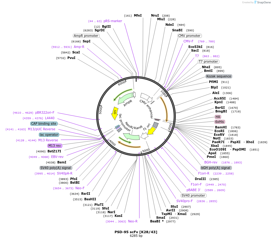 190489-plasmid-map-sequence-id-376399