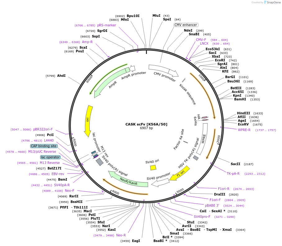 190491-plasmid-map-sequence-id-376404