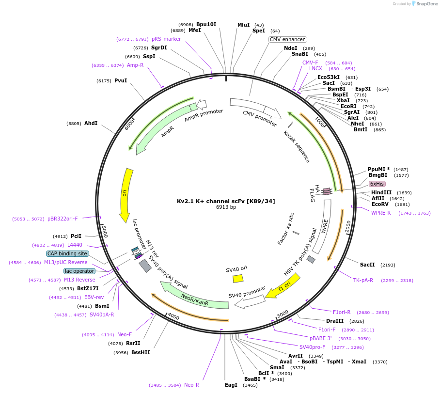 190495-plasmid-map-sequence-id-376410