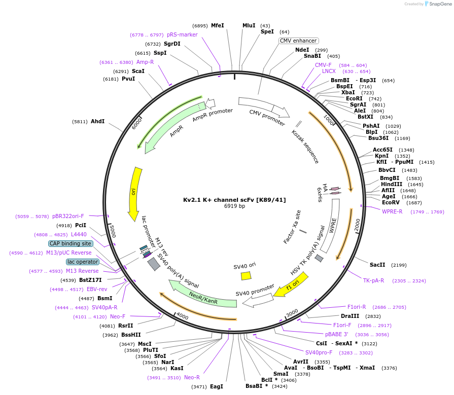 190496-plasmid-map-sequence-id-376414