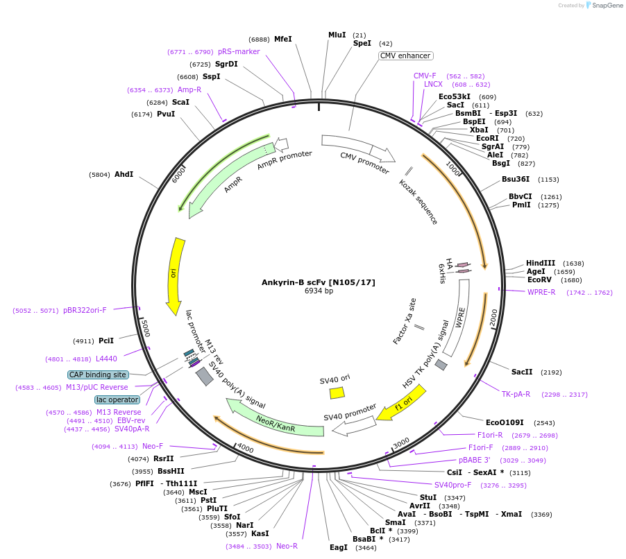 190524-plasmid-map-sequence-id-376416