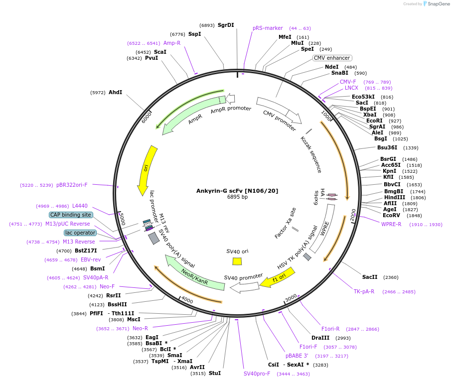 190525-plasmid-map-sequence-id-376418