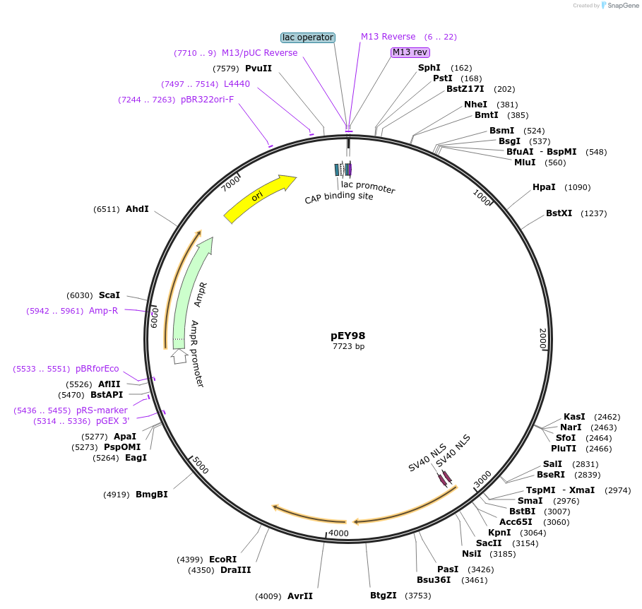 191091-plasmid-map-sequence-id-376430