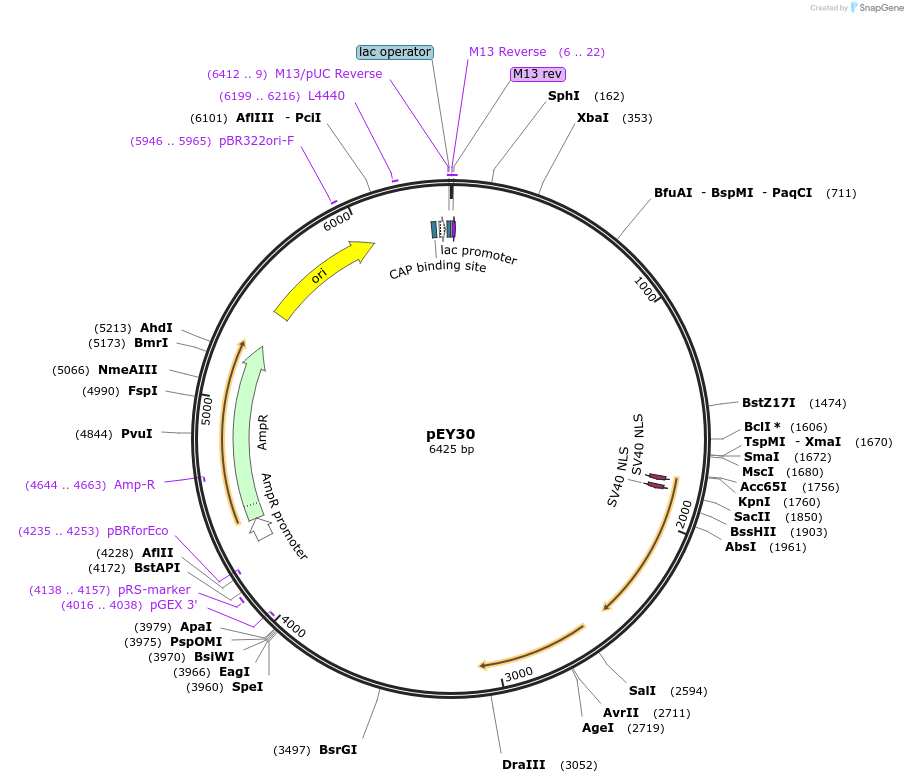 191035-plasmid-map-sequence-id-376432