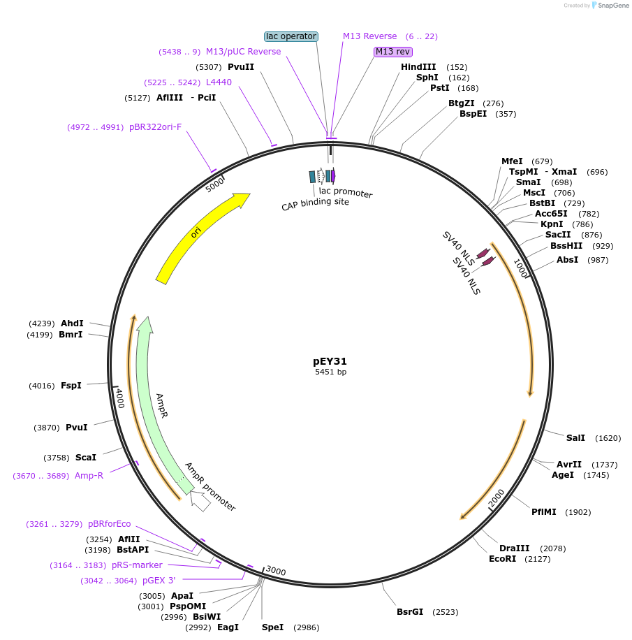 191036-plasmid-map-sequence-id-376434