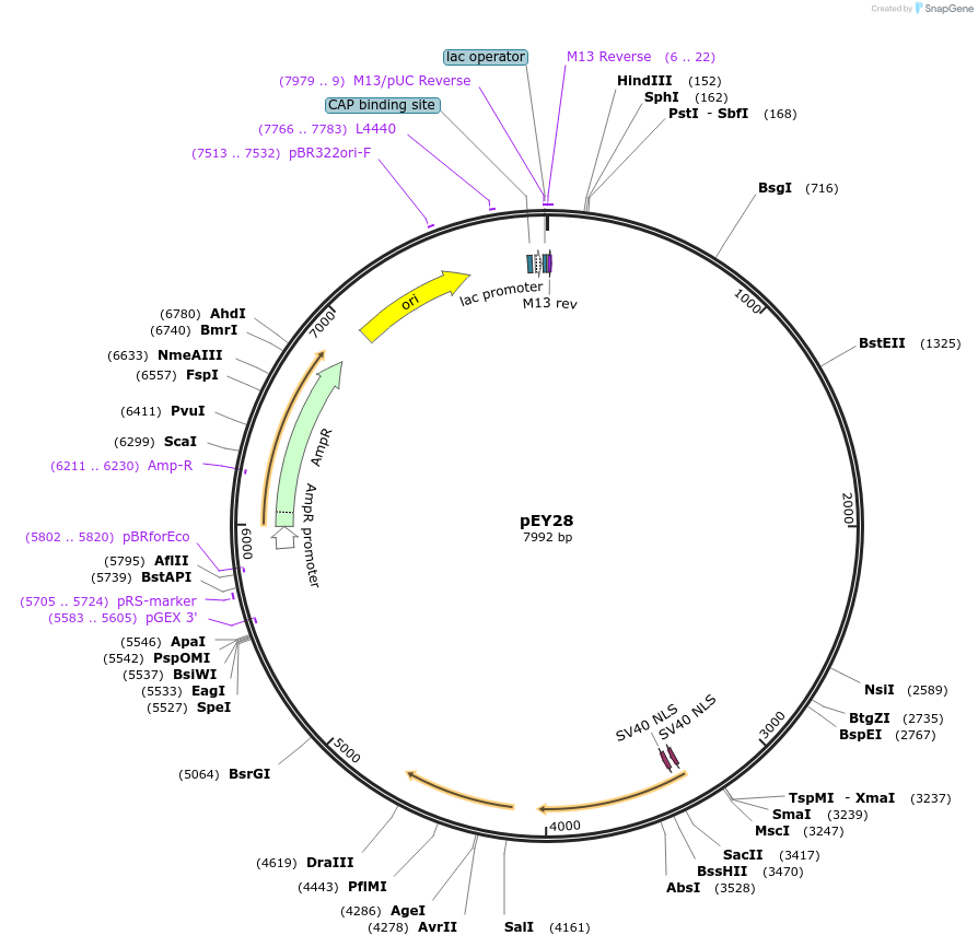 191033-plasmid-map-sequence-id-376437
