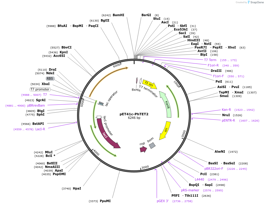 182428-plasmid-map-sequence-id-376453