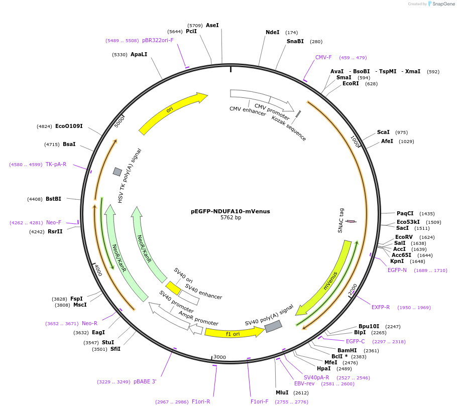 185648-plasmid-map-sequence-id-376460