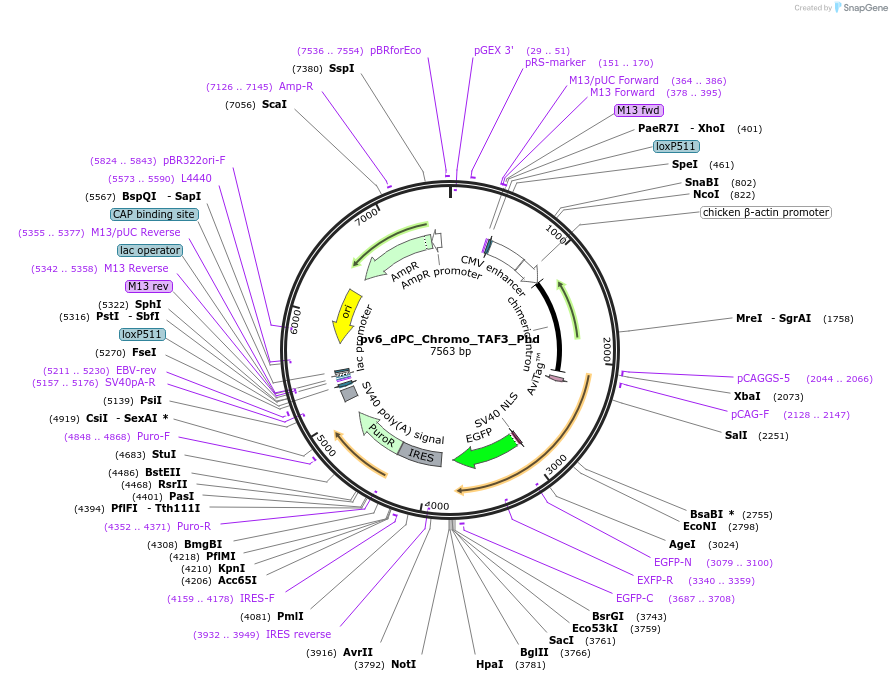 179403-plasmid-map-sequence-id-376464