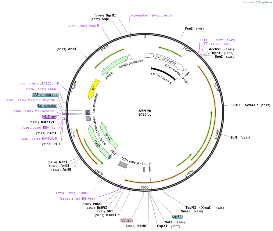 156071-plasmid-map-sequence-id-376471