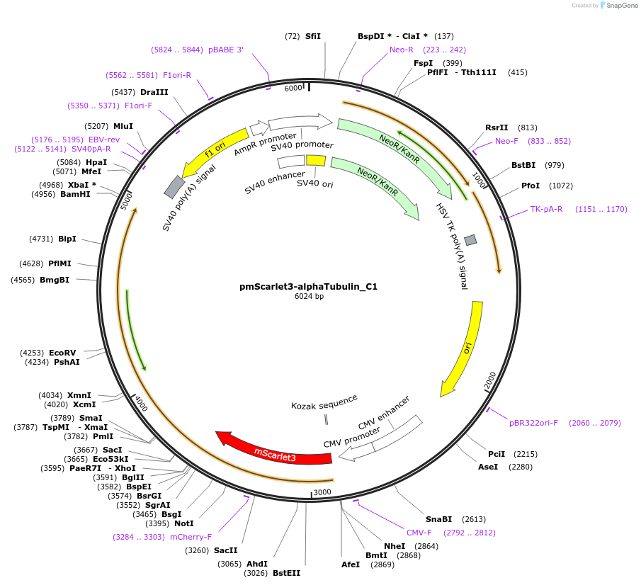 189768-plasmid-map-sequence-id-376484