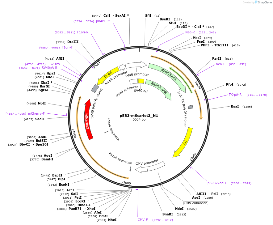 189770-plasmid-map-sequence-id-376485