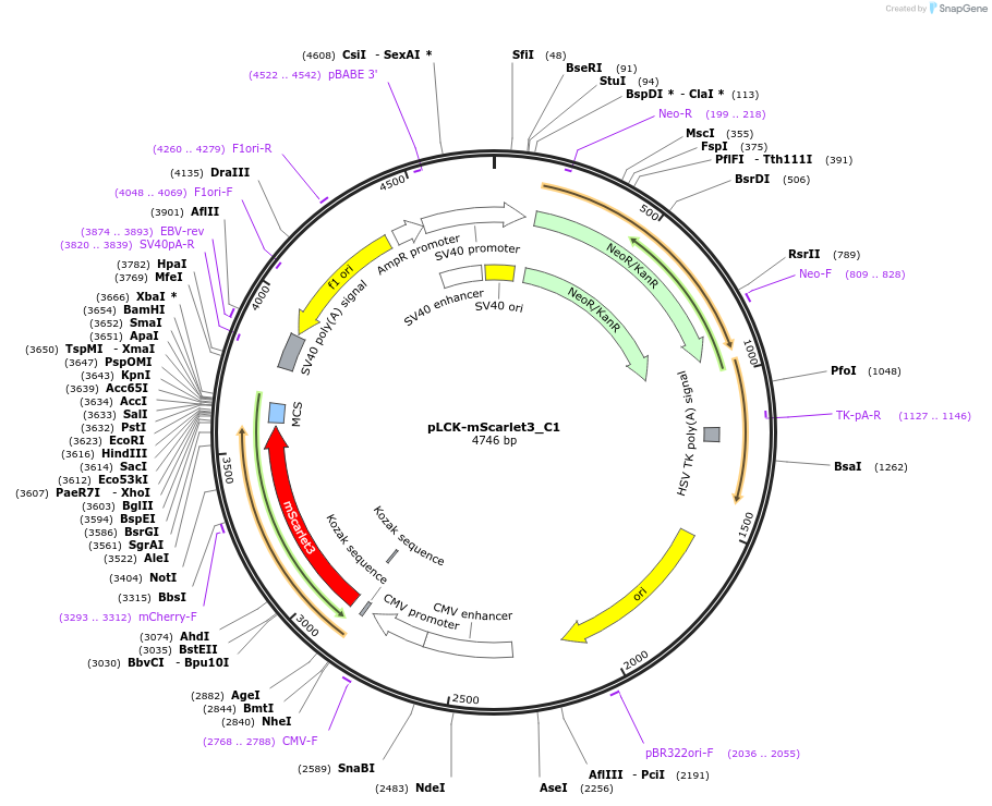 189771-plasmid-map-sequence-id-376487