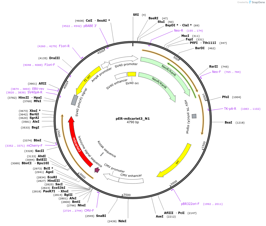 189772-plasmid-map-sequence-id-376488