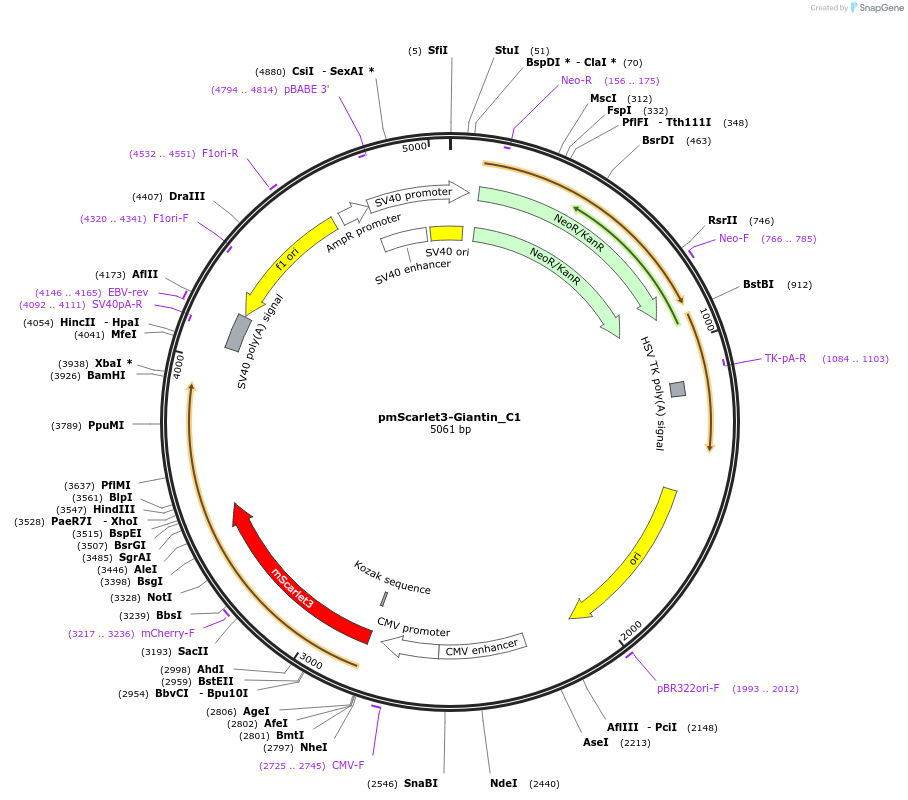 189773-plasmid-map-sequence-id-376489