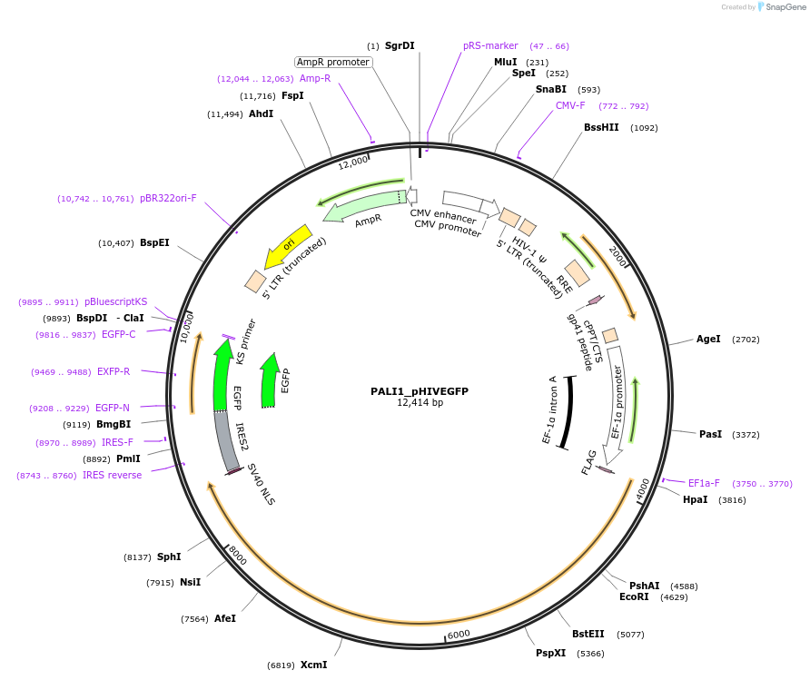 191252-plasmid-map-sequence-id-376491