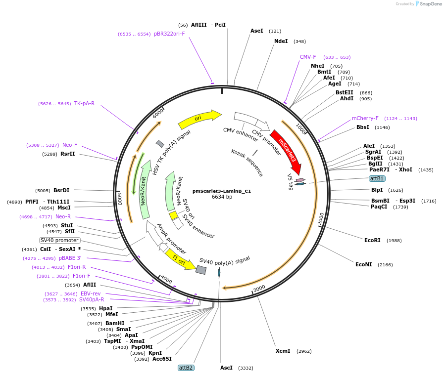 189776-plasmid-map-sequence-id-376494