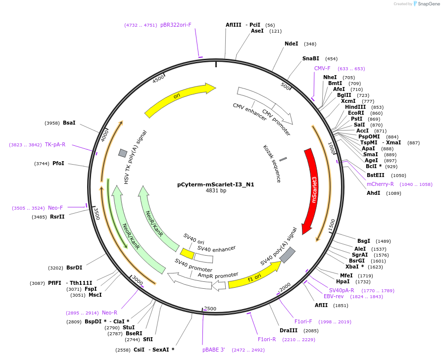 189777-plasmid-map-sequence-id-376495