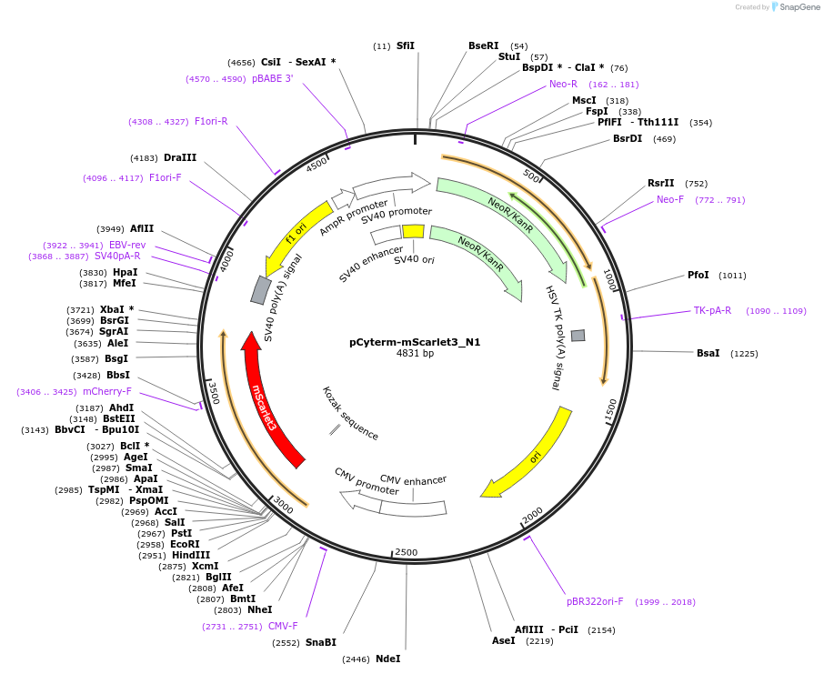 189778-plasmid-map-sequence-id-376496