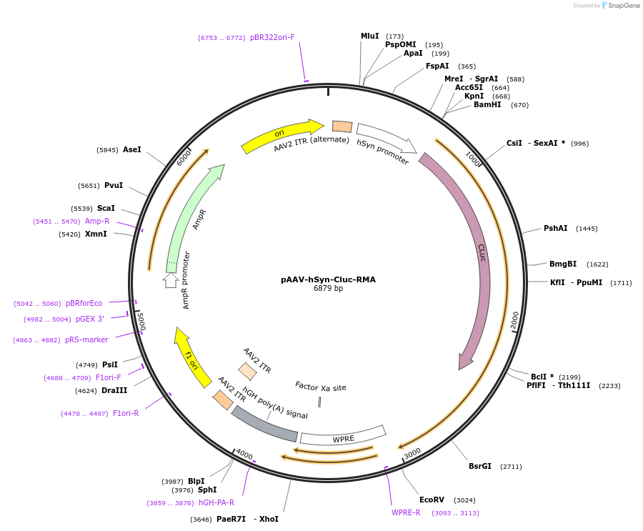 189624-plasmid-map-sequence-id-376506