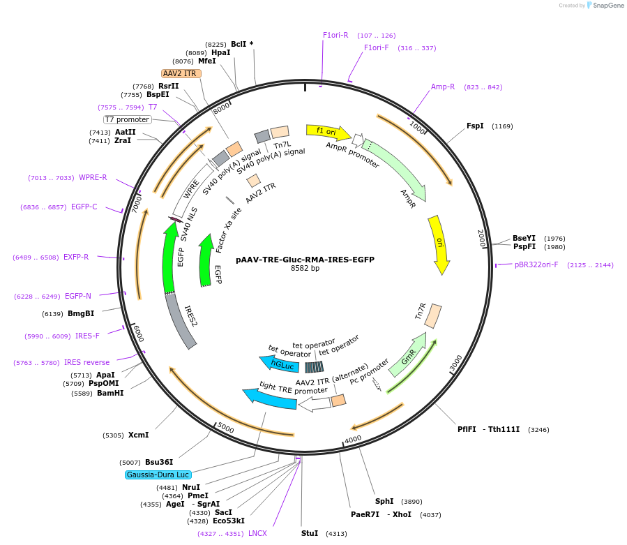 189628-plasmid-map-sequence-id-376523