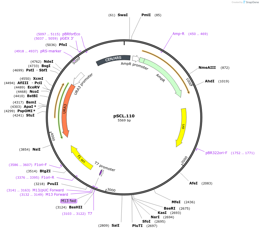 184979-plasmid-map-sequence-id-376530