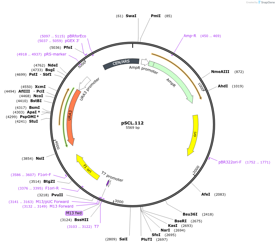 184981-plasmid-map-sequence-id-376533