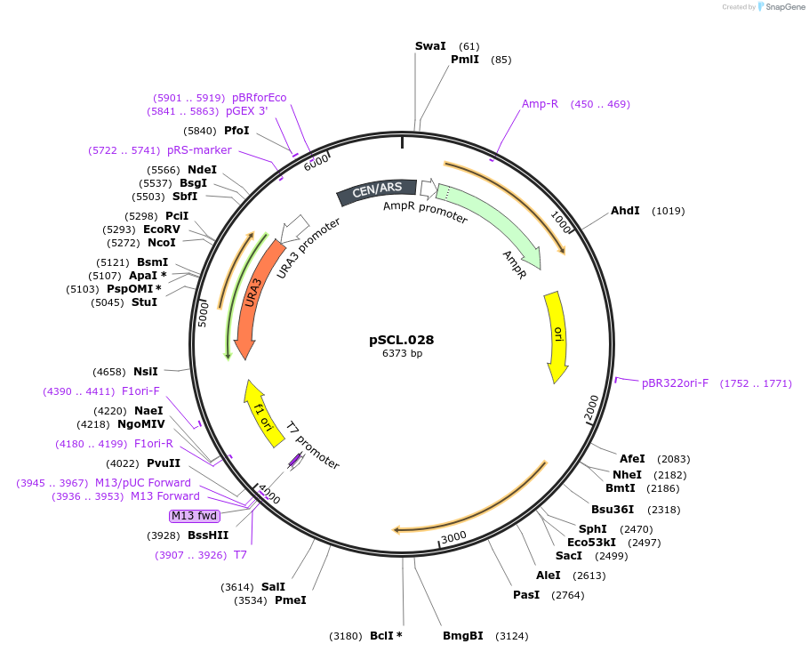 184965-plasmid-map-sequence-id-376534