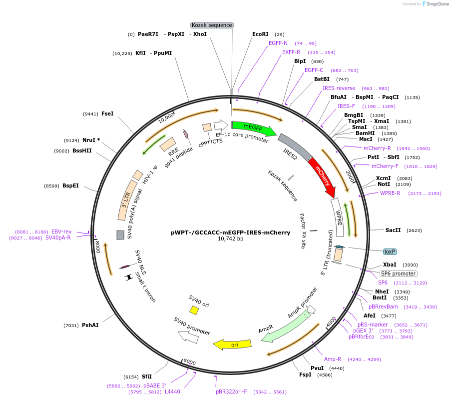 49235-plasmid-map-sequence-id-376544