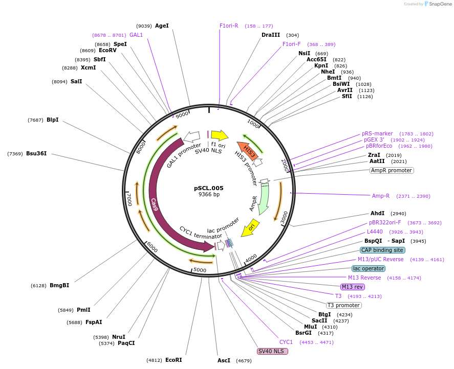 184971-plasmid-map-sequence-id-376550