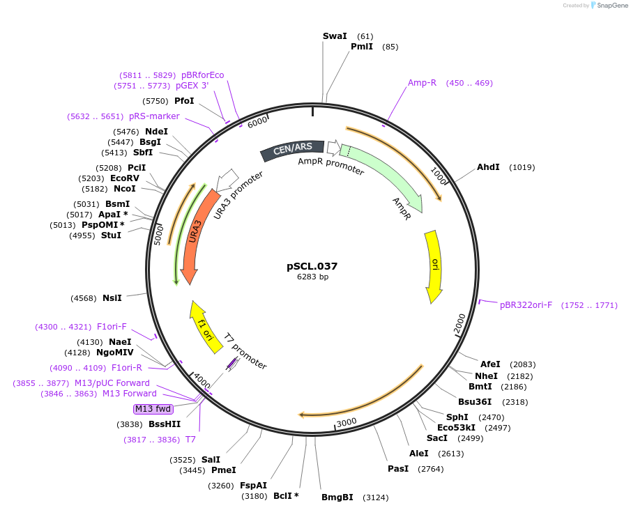 184966-plasmid-map-sequence-id-376554