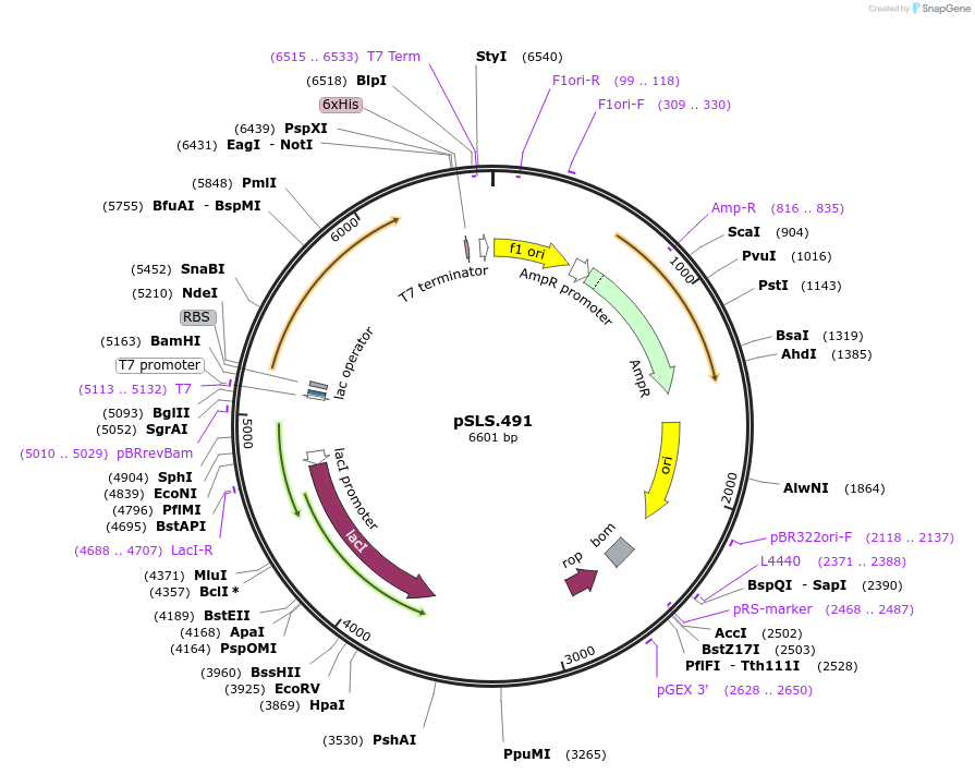 184956-plasmid-map-sequence-id-376557