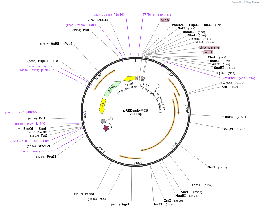 188970-plasmid-map-sequence-id-376569