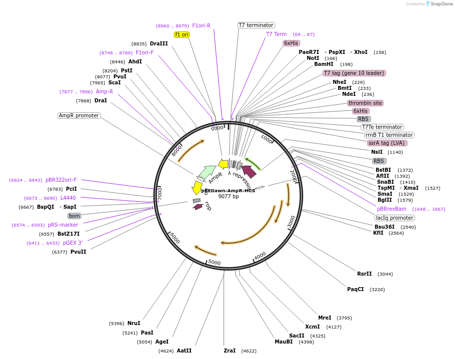 188978-plasmid-map-sequence-id-376575