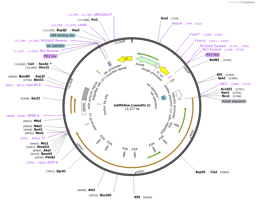 191342-plasmid-map-sequence-id-376578