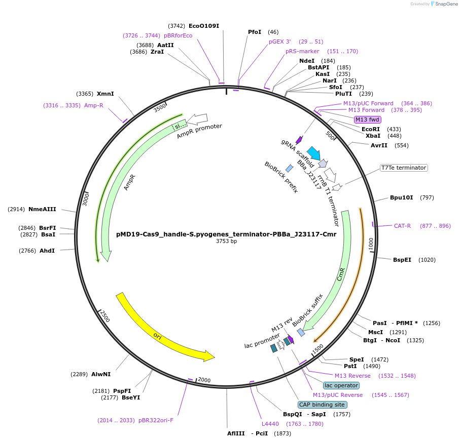 190794-plasmid-map-sequence-id-376579