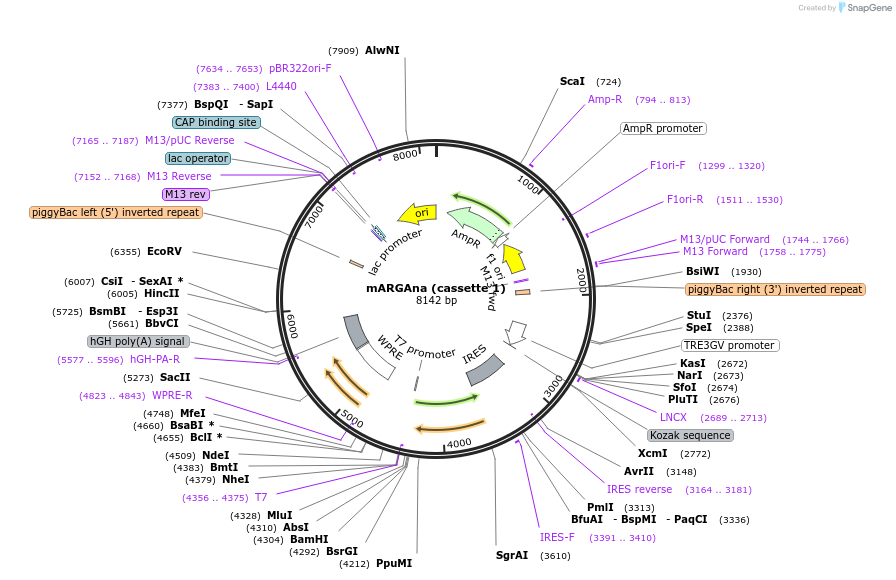 191341-plasmid-map-sequence-id-376580