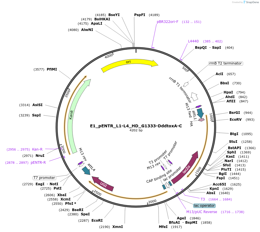 191579-plasmid-map-sequence-id-376583