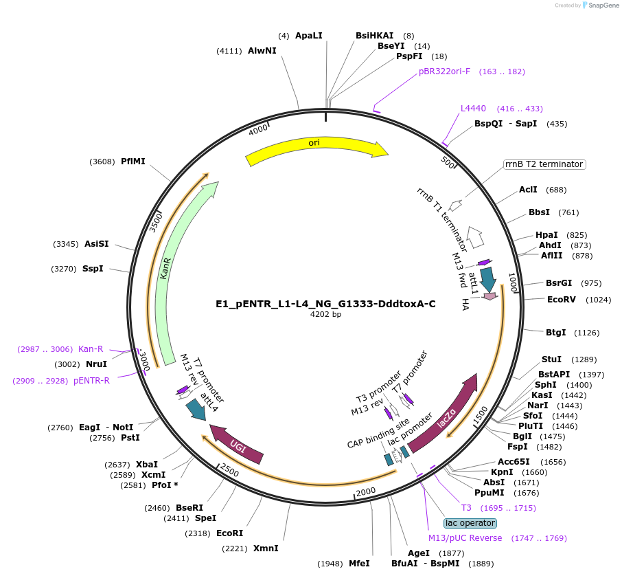 191580-plasmid-map-sequence-id-376585