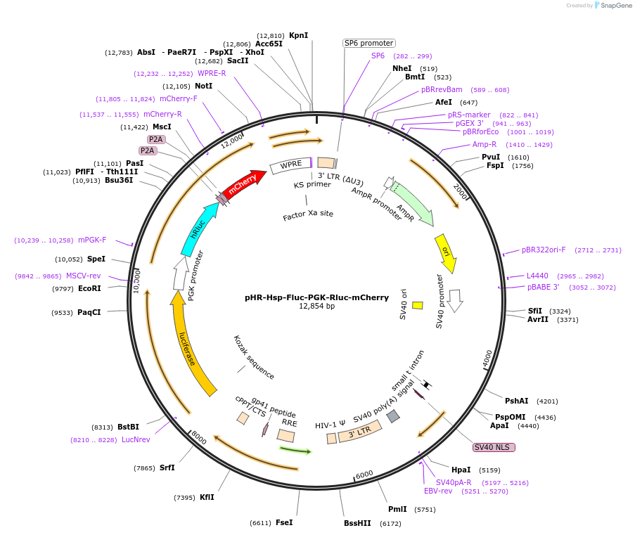 191863-plasmid-map-sequence-id-376586