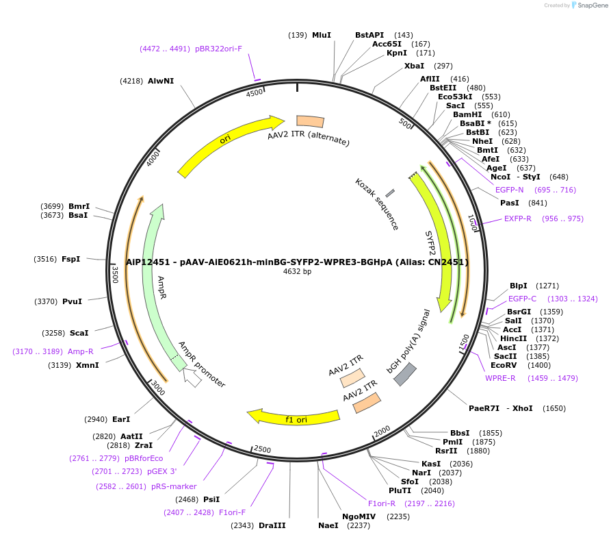 191721-plasmid-map-sequence-id-376594