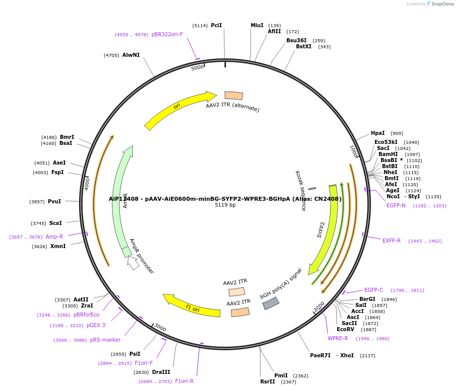 191728-plasmid-map-sequence-id-376595