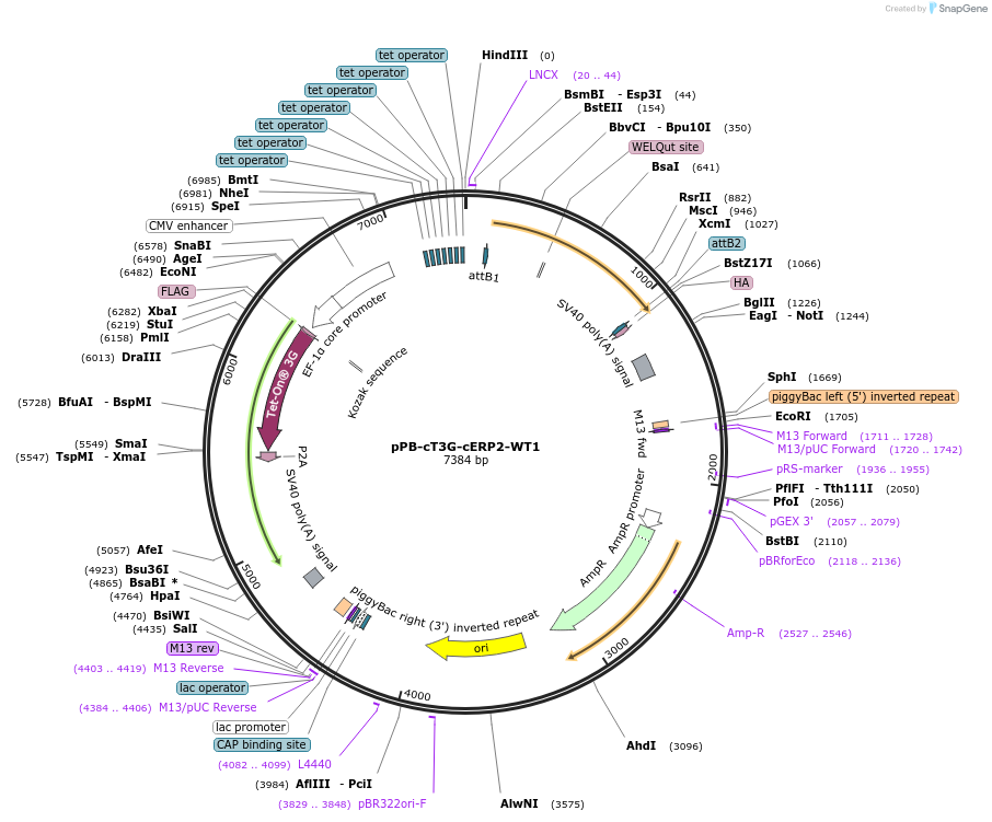 192906-plasmid-map-sequence-id-376598