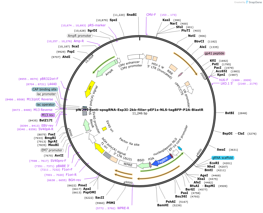 189943-plasmid-map-sequence-id-376609