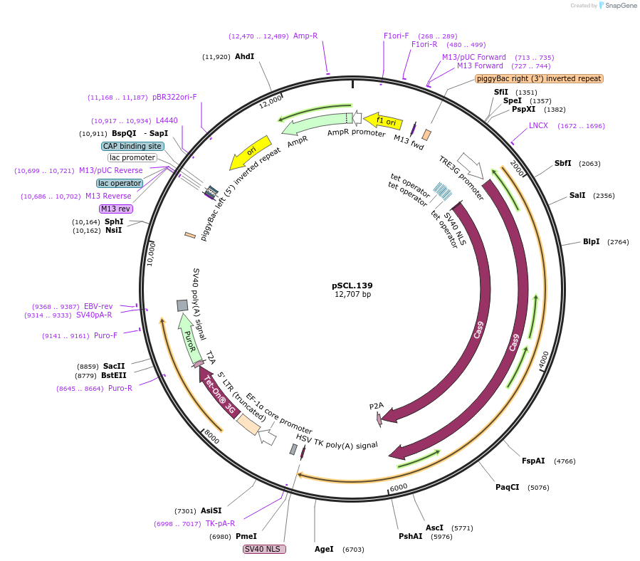 184994-plasmid-map-sequence-id-376613