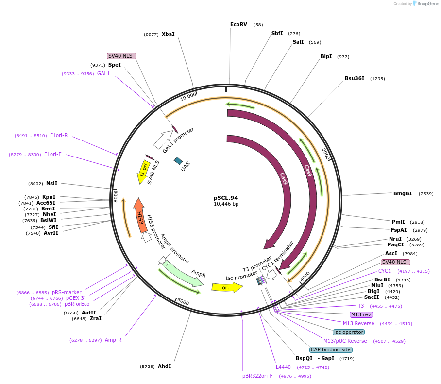 184985-plasmid-map-sequence-id-376616