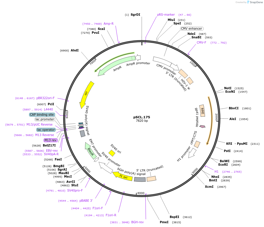 184996-plasmid-map-sequence-id-376621