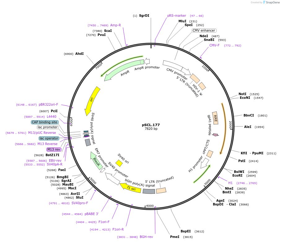 184998-plasmid-map-sequence-id-376623