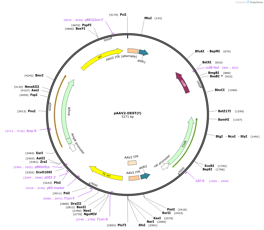 190226-plasmid-map-sequence-id-376640